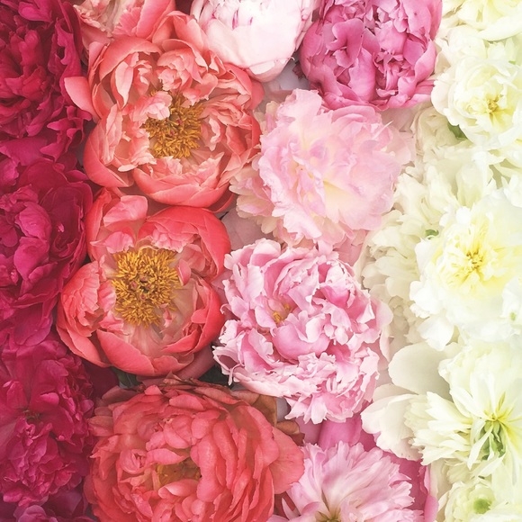 Meet your Posher, Breca - Picture 2 of 2